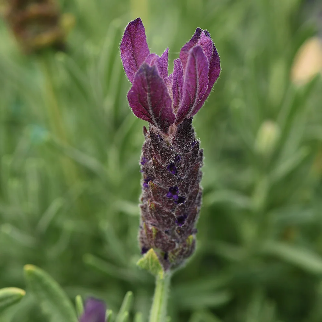 Primavera Spanish Lavender Plant 3 Primavera Spanish Lavender Plant
