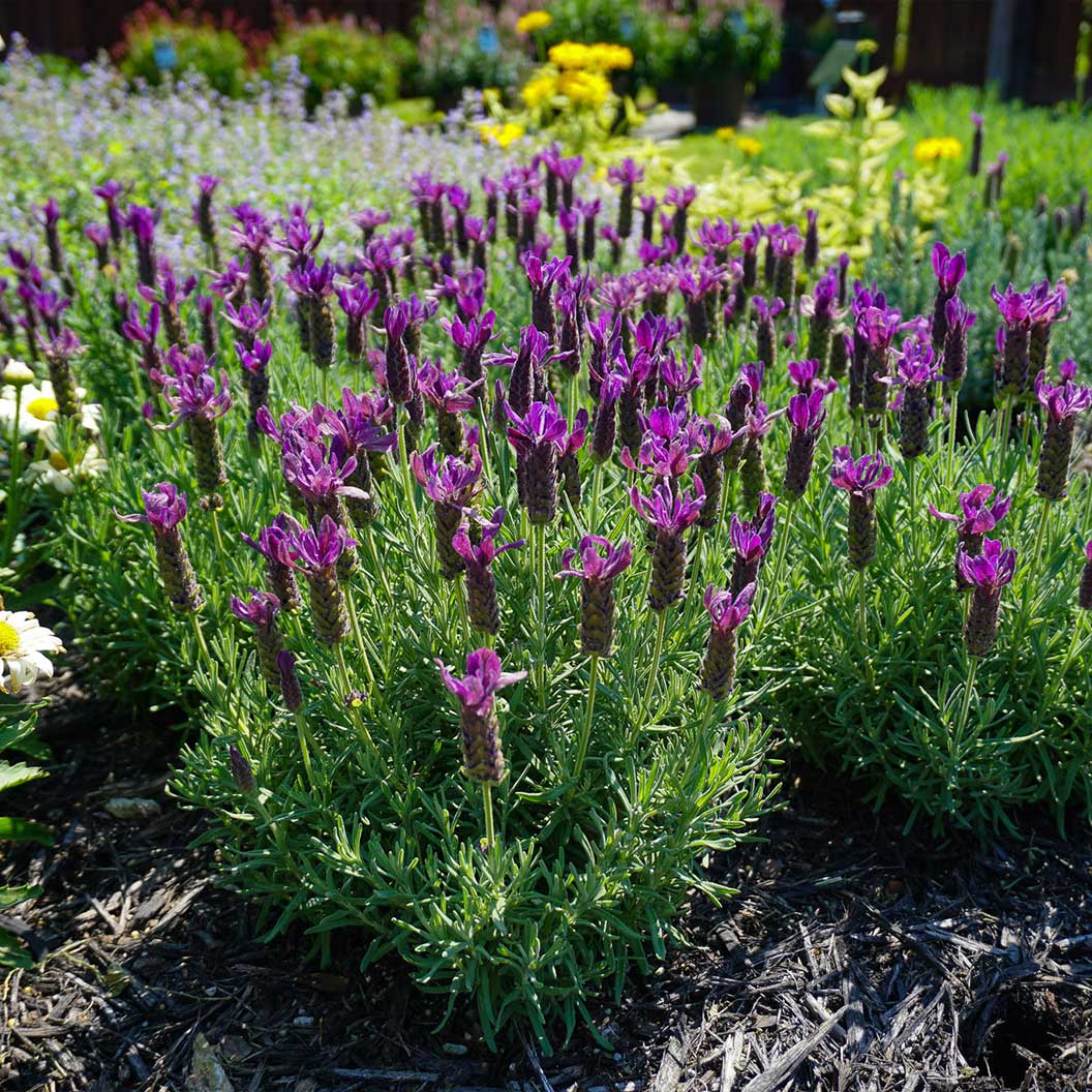 Primavera Spanish Lavender Plant 4 Primavera Spanish Lavender Plant