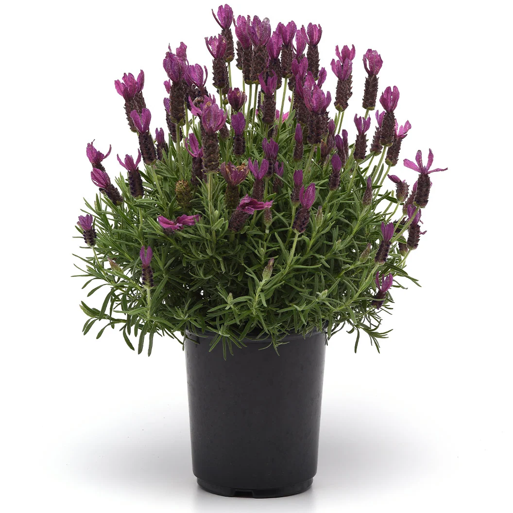 Primavera Spanish Lavender Plant 5 Primavera Spanish Lavender Plant