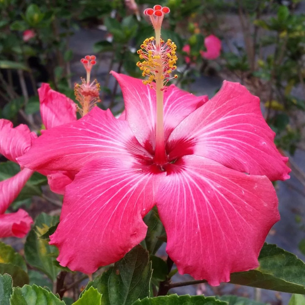 Pink Tropical Hibiscus Shrub 2 Pink Tropical Hibiscus Shrub