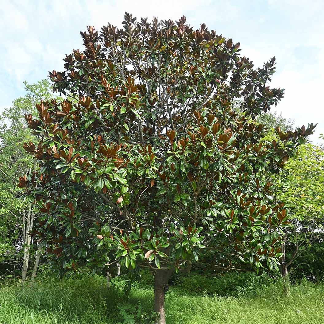 D.D. Blanchard Magnolia Tree 2 D.D. Blanchard Magnolia Tree
