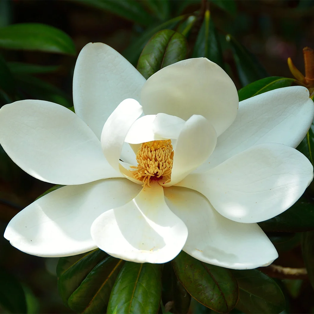 D.D. Blanchard Magnolia Tree 3 D.D. Blanchard Magnolia Tree