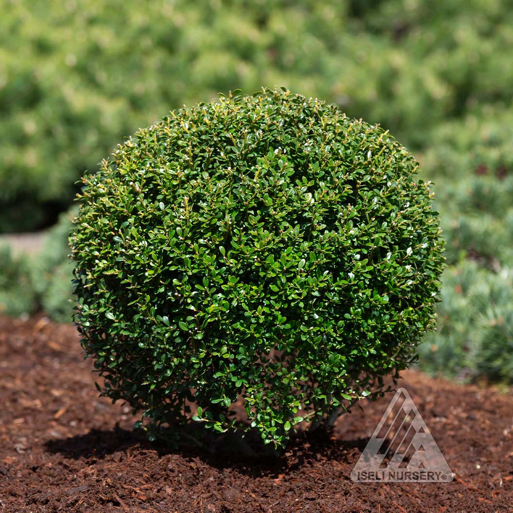 Lucky Marble® Japanese Holly Shrub