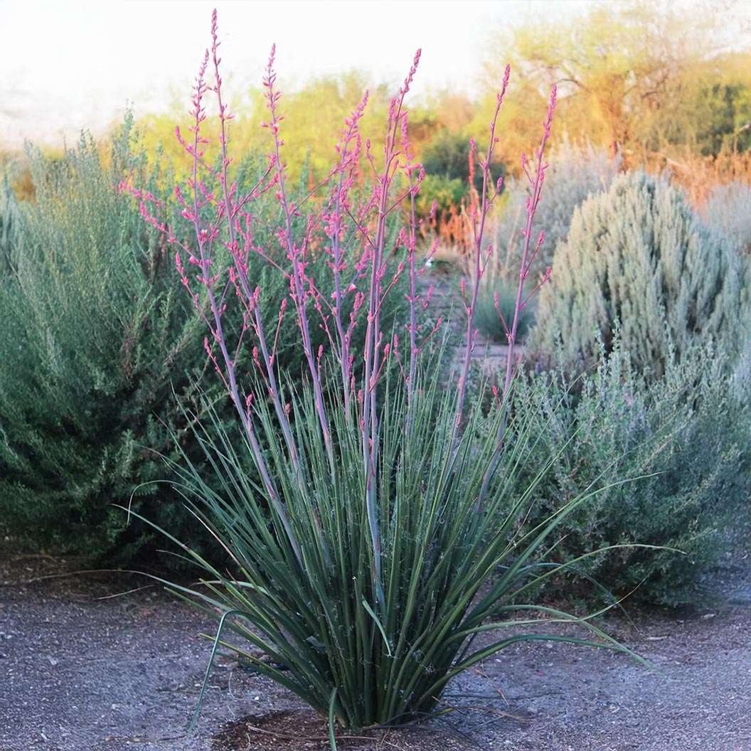 Red Yucca Little Giant Shrub 2 Red Yucca Little Giant Shrub