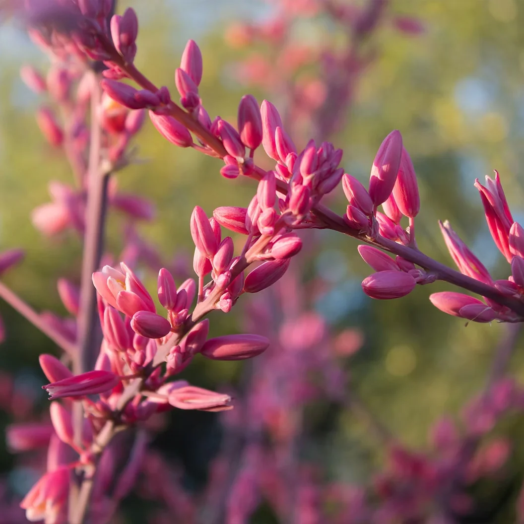 Red Yucca Little Giant Shrub 3 Red Yucca Little Giant Shrub