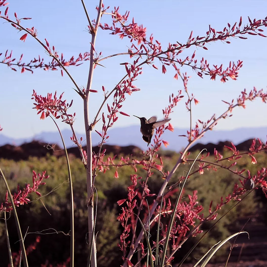 Red Yucca Little Giant Shrub 4 Red Yucca Little Giant Shrub