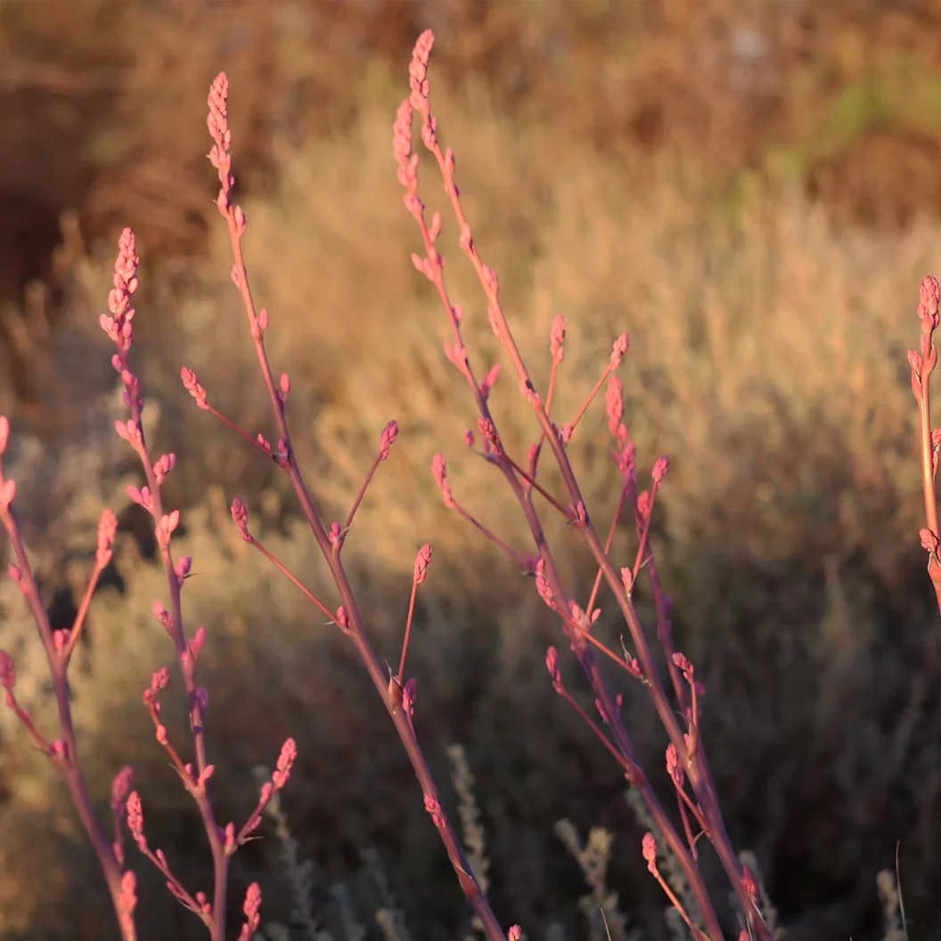 Red Yucca Little Giant Shrub 5 Red Yucca Little Giant Shrub