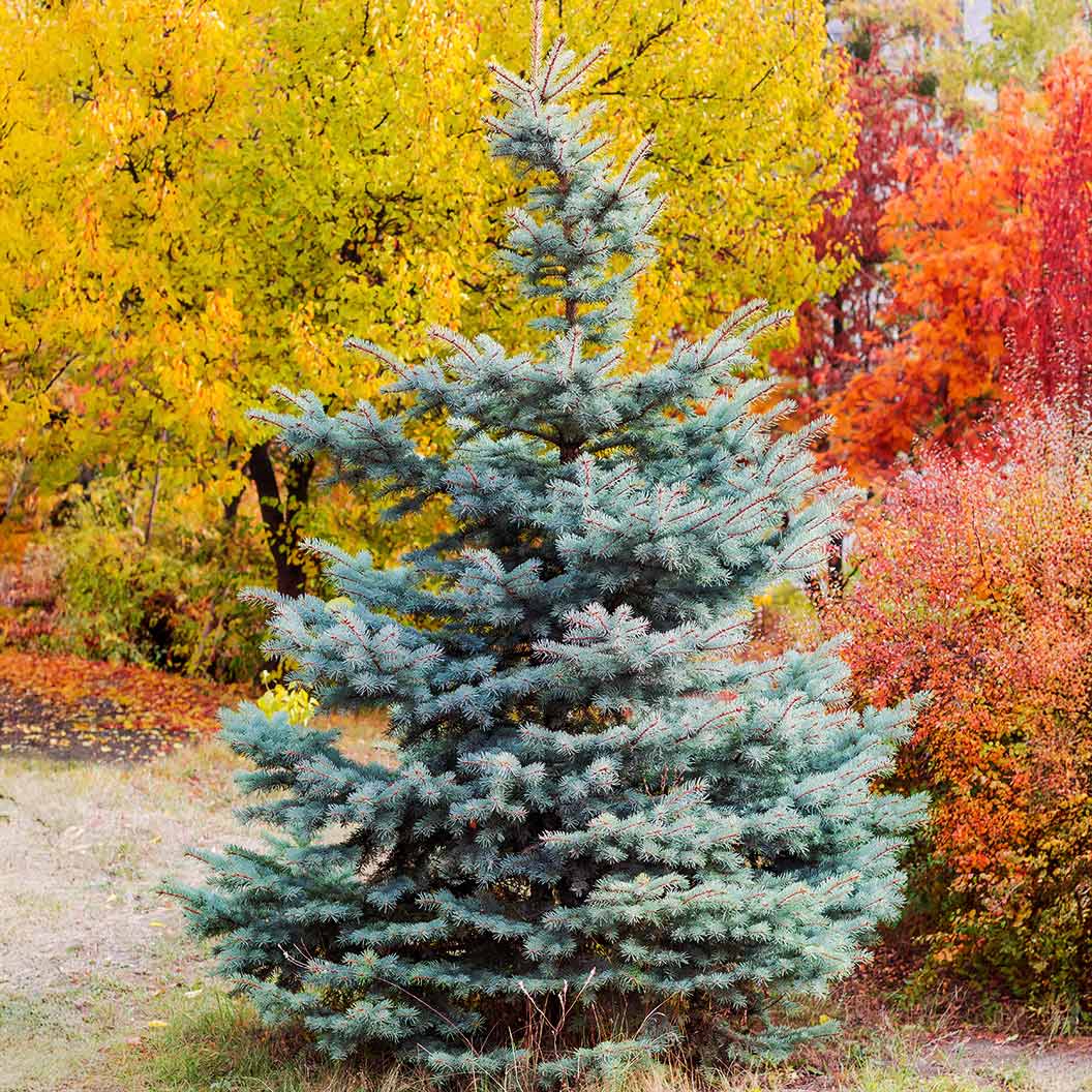 Whiskey Blue Hills White Spruce Tree