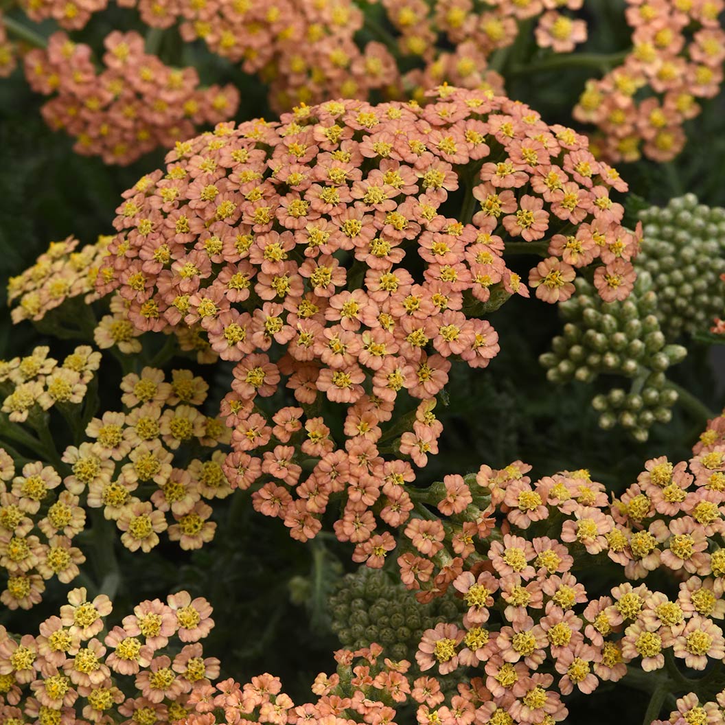 New Vintage™ Terracotta Yarrow Plant 2 New Vintage™ Terracotta Yarrow Plant