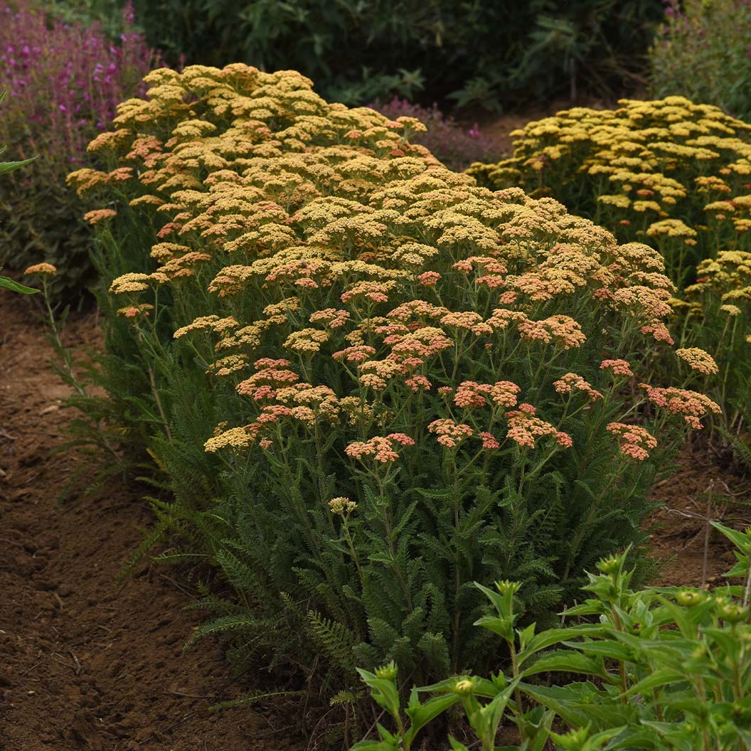 New Vintage™ Terracotta Yarrow Plant 3 New Vintage™ Terracotta Yarrow Plant