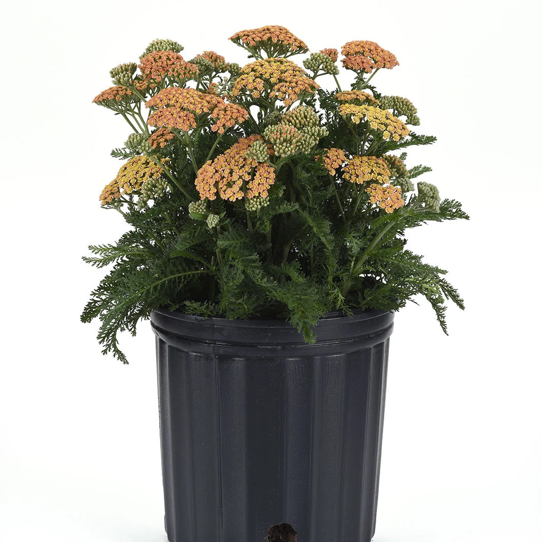 New Vintage™ Terracotta Yarrow Plant 4 New Vintage™ Terracotta Yarrow Plant