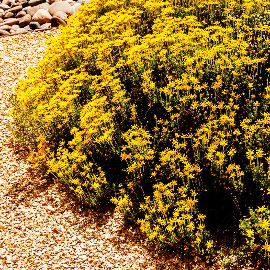 Damianita Plant 2 Damianita Plant
