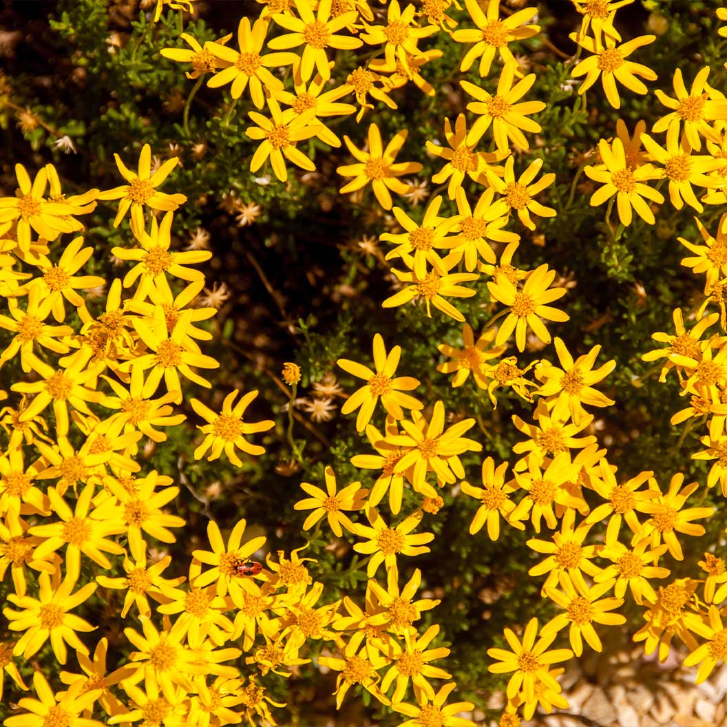 Damianita Plant 3 Damianita Plant