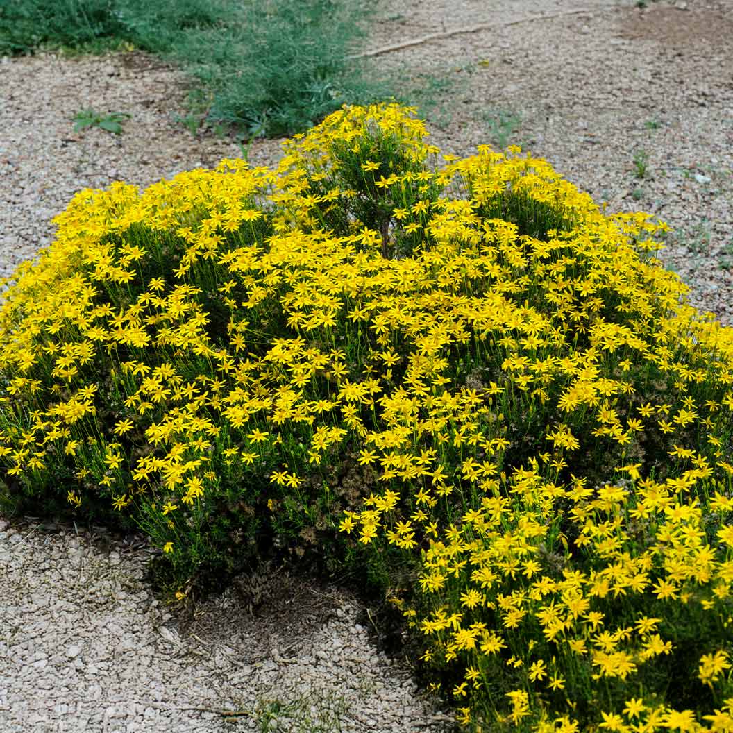 Damianita Plant 4 Damianita Plant