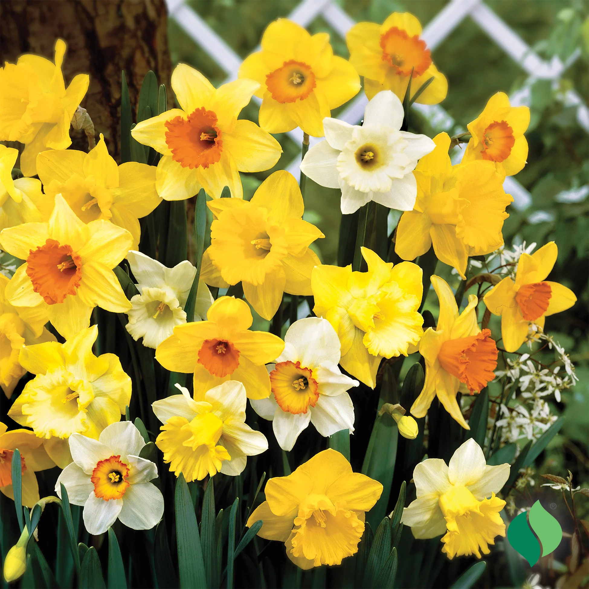 Large Cup Mix Daffodil Bulbs 2 Large Cup Mix Daffodil Bulbs