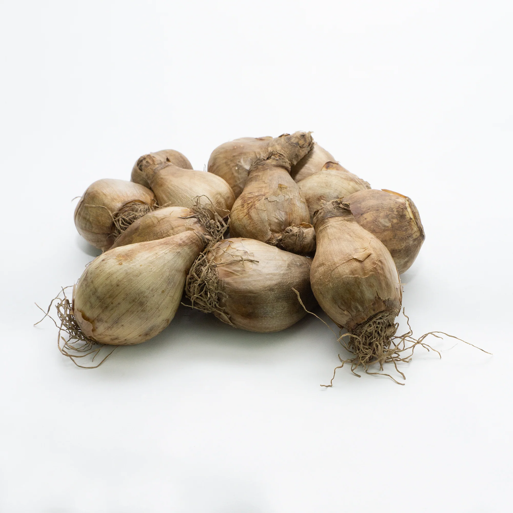 Large Cup Mix Daffodil Bulbs 3 Large Cup Mix Daffodil Bulbs