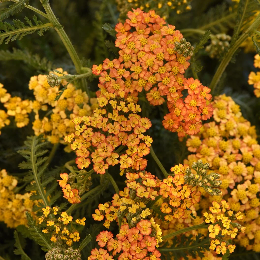 Milly Rock™ Yellow Terracotta Yarrow Plant 2 Milly Rock™ Yellow Terracotta Yarrow Plant