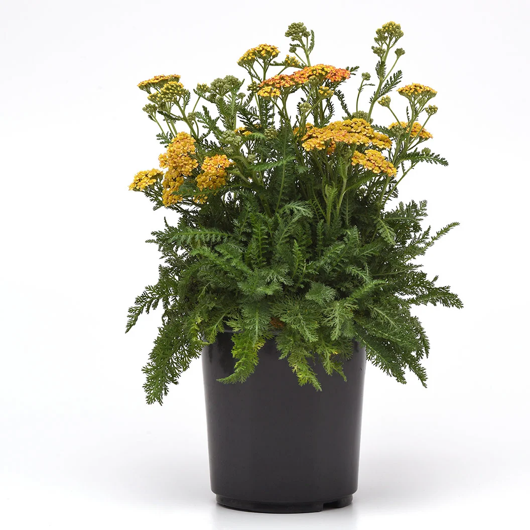 Milly Rock™ Yellow Terracotta Yarrow Plant 3 Milly Rock™ Yellow Terracotta Yarrow Plant
