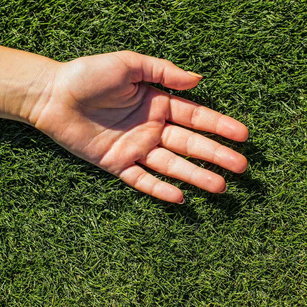 TurboTurf™ Bermudagrass Seed 3 TurboTurf™ Bermudagrass Seed