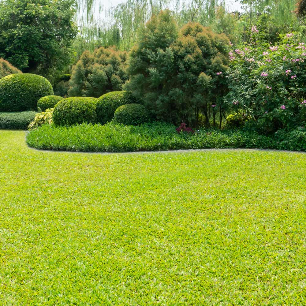 TurboTurf™ Bermudagrass Seed 4 TurboTurf™ Bermudagrass Seed