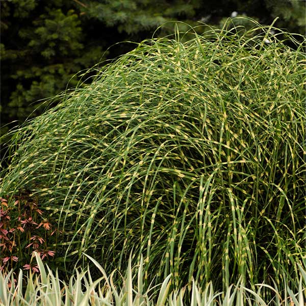 Little Zebra Miscanthus Maiden Grass 1 Little Zebra Miscanthus Maiden Grass
