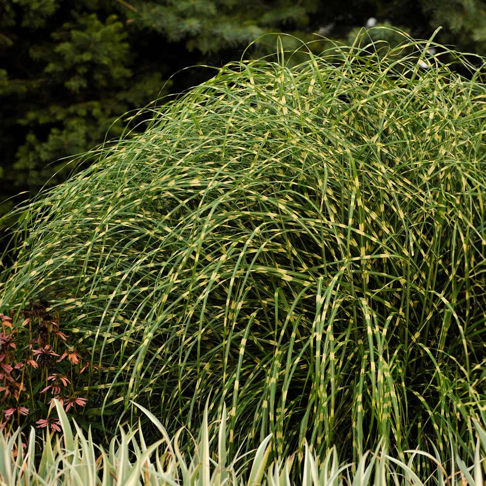 Little Zebra Miscanthus Maiden Grass 2 Little Zebra Miscanthus Maiden Grass