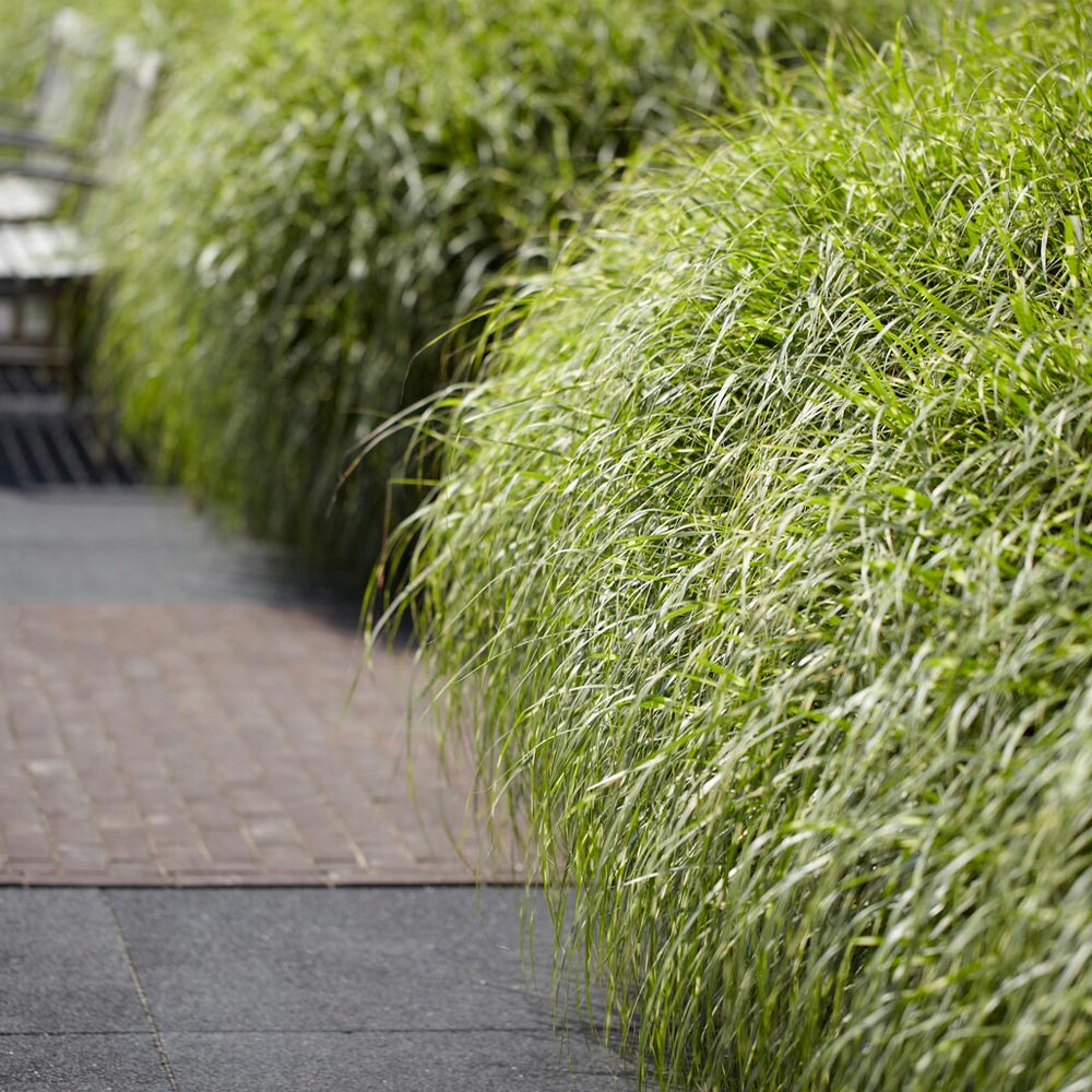Little Zebra Miscanthus Maiden Grass 3 Little Zebra Miscanthus Maiden Grass