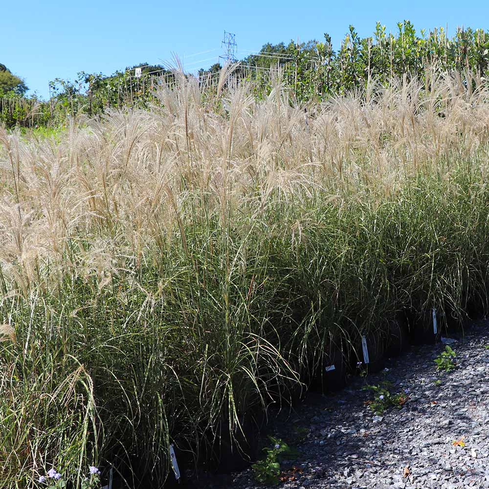 Little Zebra Miscanthus Maiden Grass 4 Little Zebra Miscanthus Maiden Grass