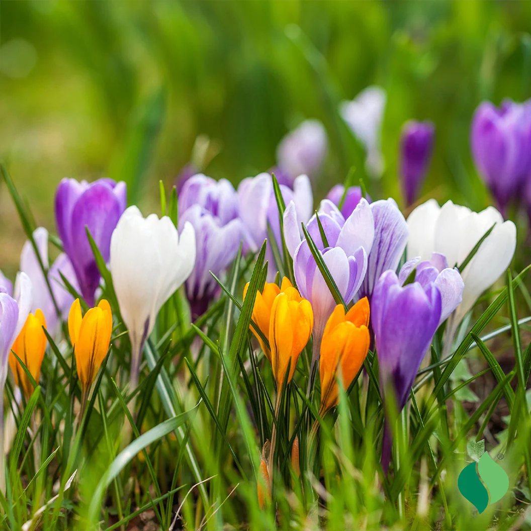 Mix Crocus Bulbs 1 Mix Crocus Bulbs