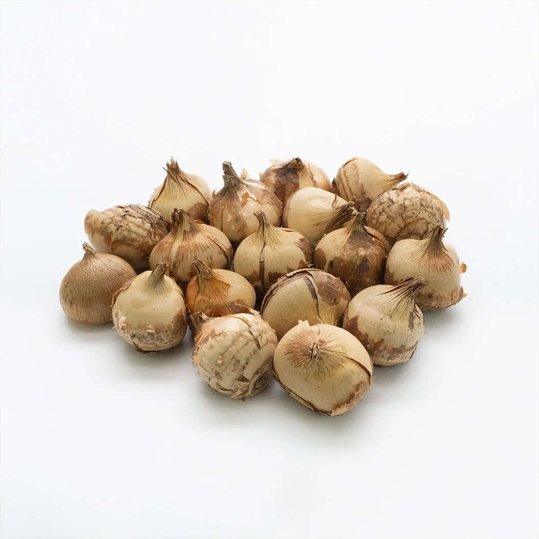 Mix Crocus Bulbs 3 Mix Crocus Bulbs