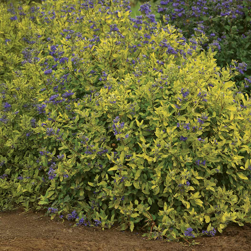 Gold Crest Bluebeard Plant 2 Gold Crest Bluebeard Plant