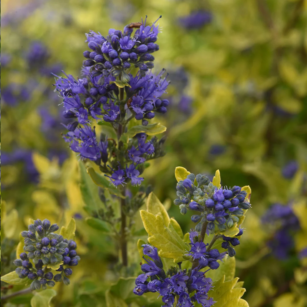 Gold Crest Bluebeard Plant 3 Gold Crest Bluebeard Plant