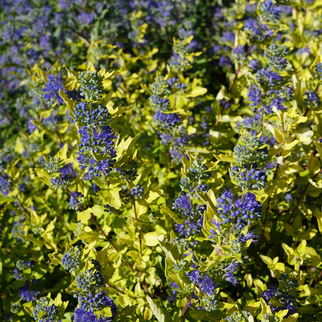 Gold Crest Bluebeard Plant 4 Gold Crest Bluebeard Plant