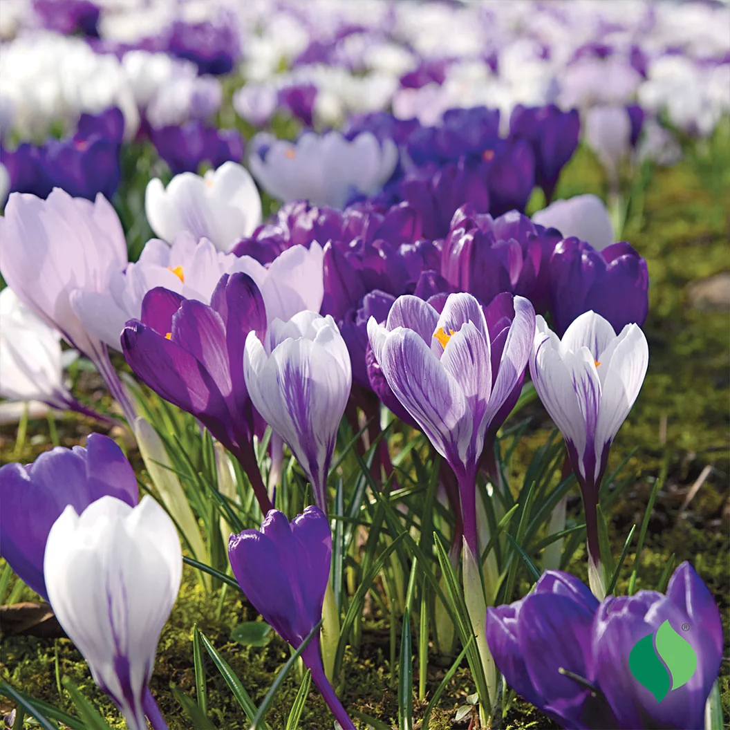 Blue Moon Mix Crocus Bulbs 2 Blue Moon Mix Crocus Bulbs