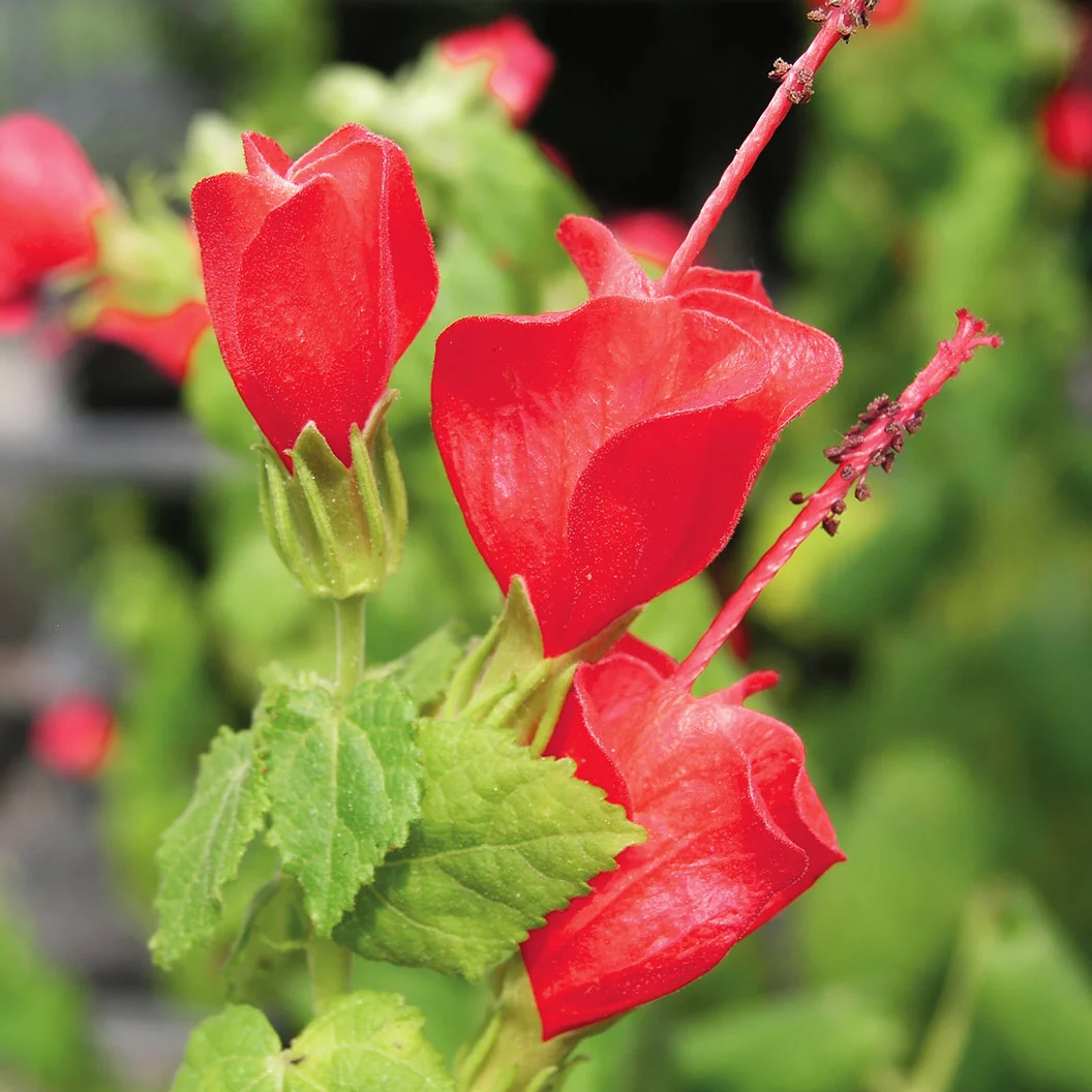 Turk's Cap Shrub 2 Turk's Cap Shrub