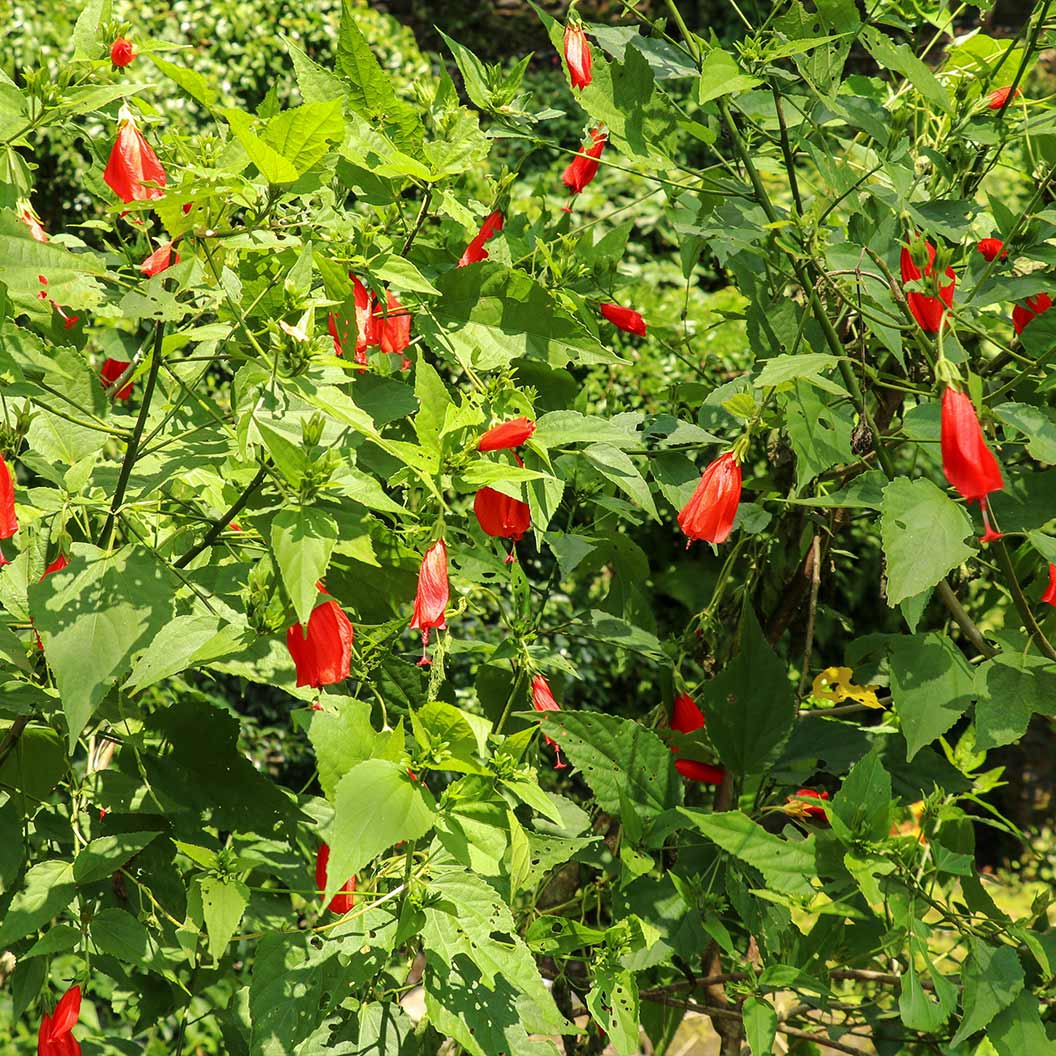 Turk's Cap Shrub 3 Turk's Cap Shrub