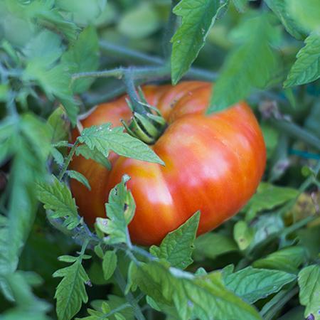 Beefsteak Tomato Plant - USDA Organic