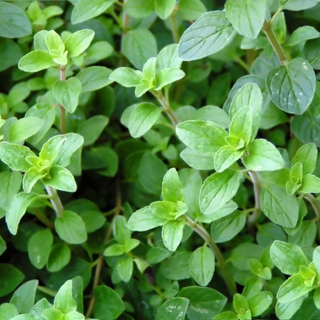 Greek Oregano Plant - USDA Organic 1 Greek Oregano Plant - USDA Organic