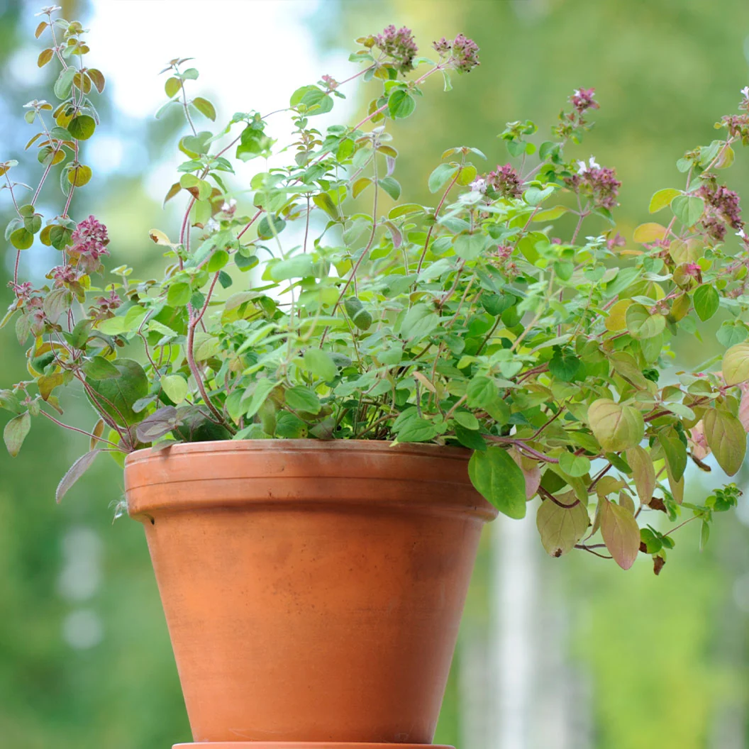 Greek Oregano Plant - USDA Organic 3 Greek Oregano Plant - USDA Organic