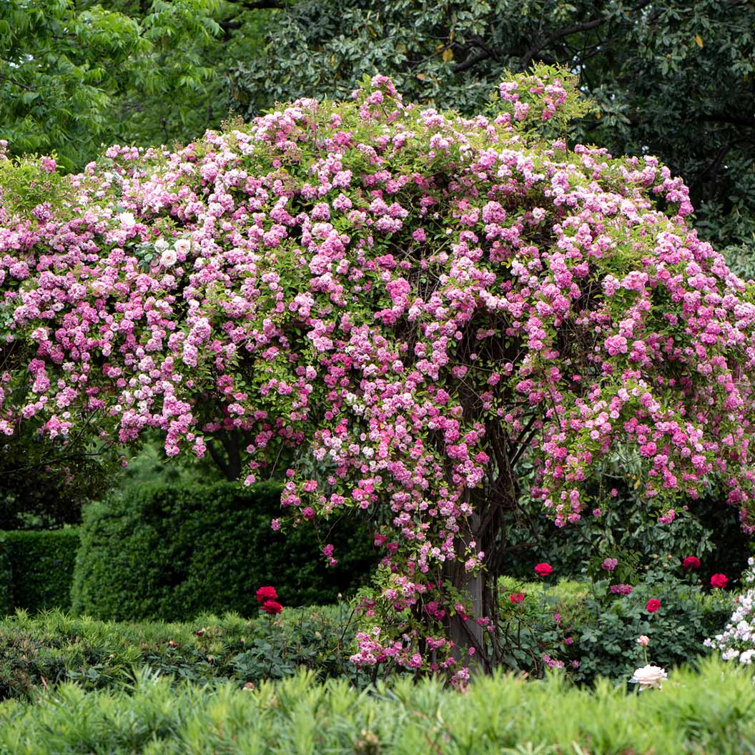 Peggy Martin Rose Shrub 2 Peggy Martin Rose Shrub
