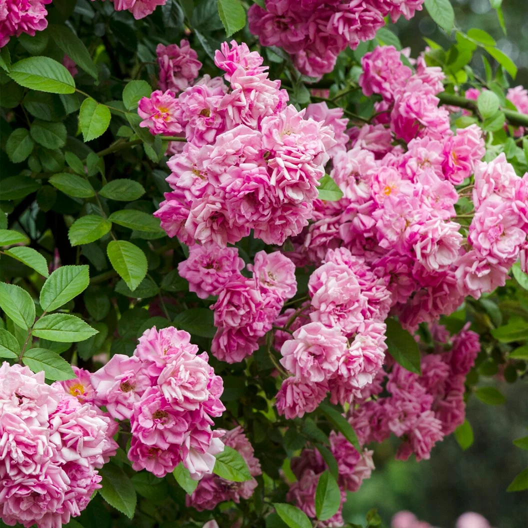 Peggy Martin Rose Shrub 3 Peggy Martin Rose Shrub