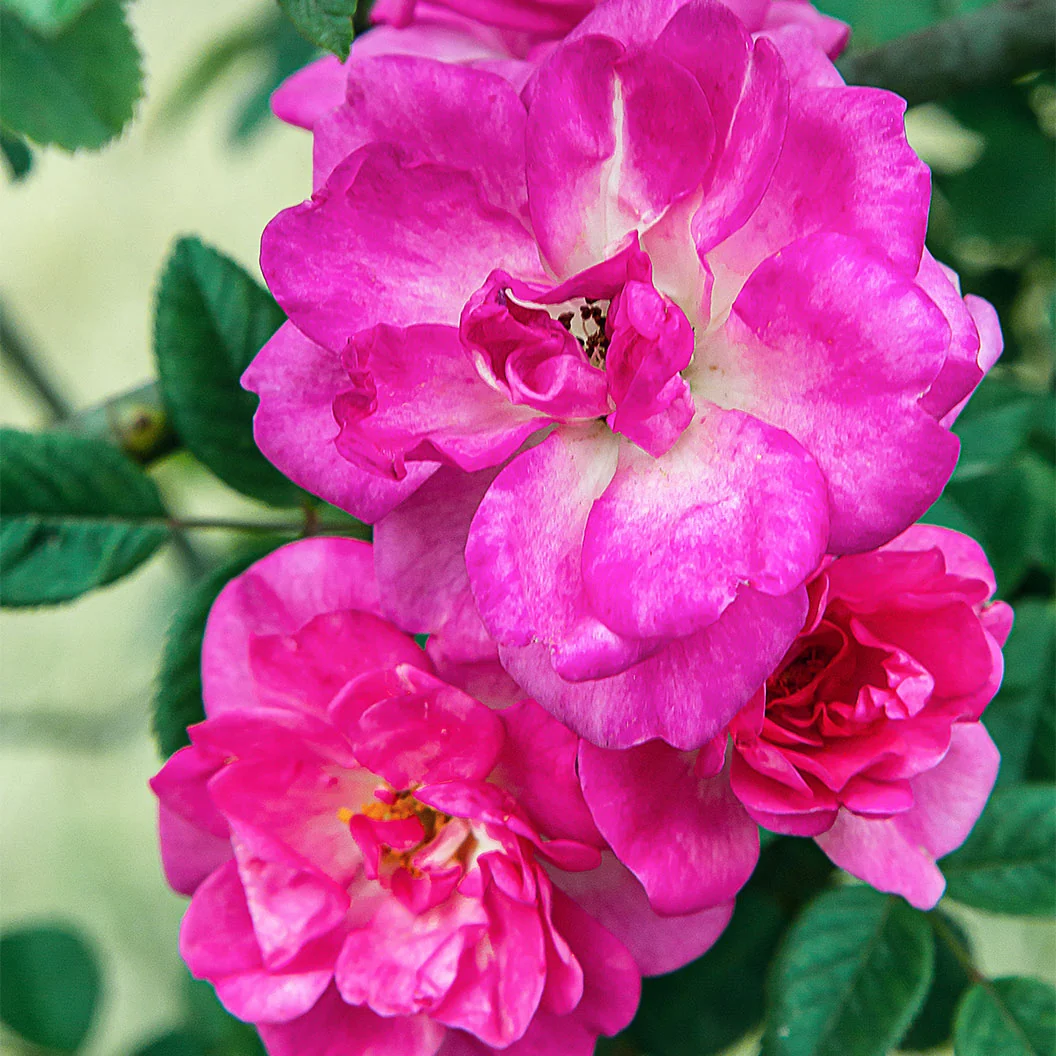 Peggy Martin Rose Shrub 4 Peggy Martin Rose Shrub