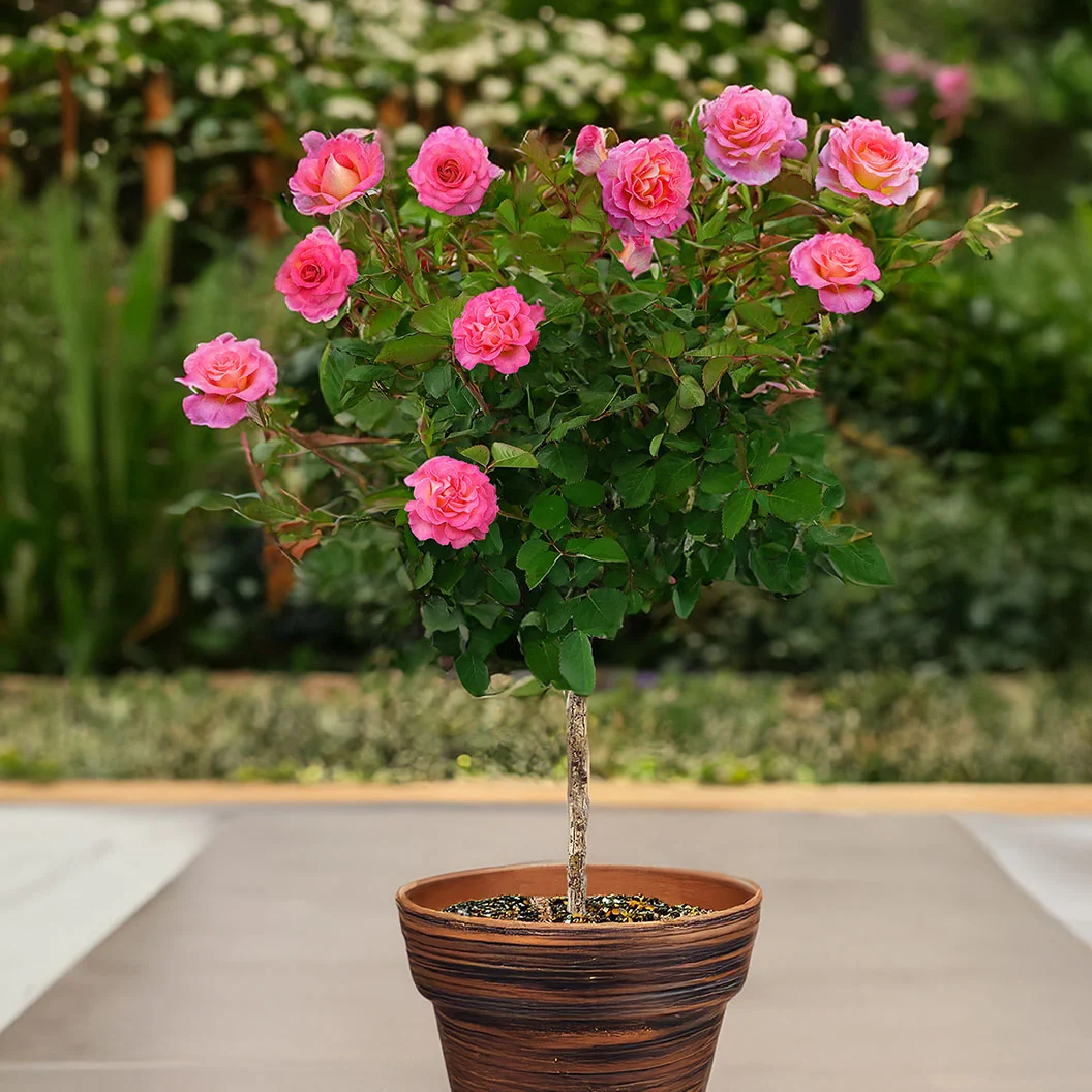 Julie Andrews™ Patio Rose Tree 2 Julie Andrews™ Patio Rose Tree