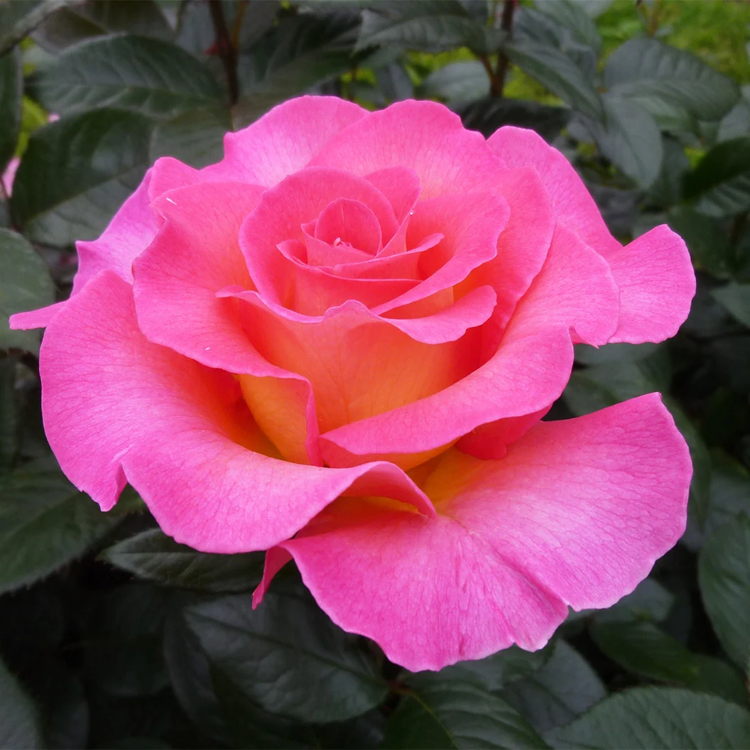 Julie Andrews™ Patio Rose Tree 3 Julie Andrews™ Patio Rose Tree