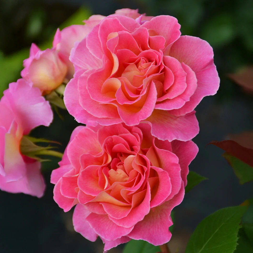 Julie Andrews™ Patio Rose Tree 4 Julie Andrews™ Patio Rose Tree