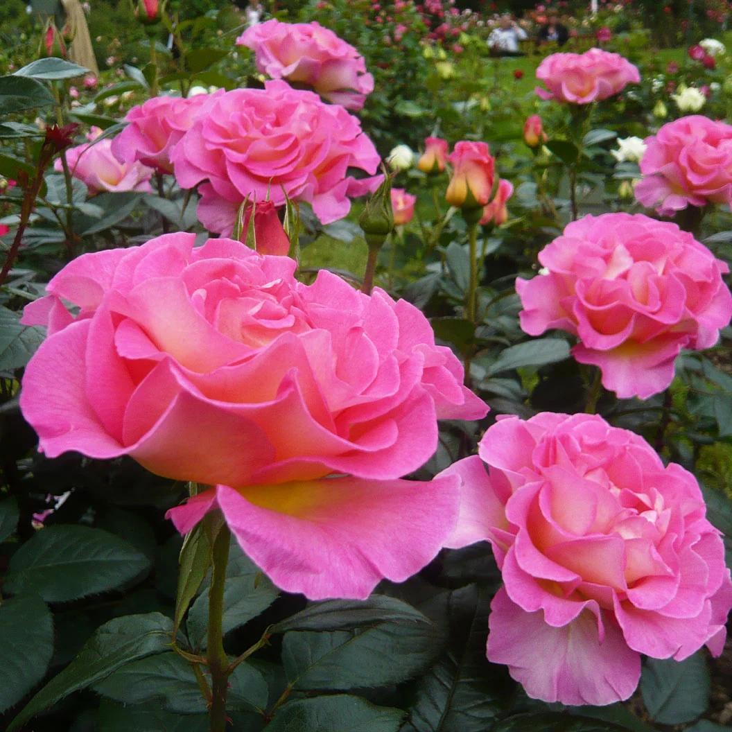 Julie Andrews™ Patio Rose Tree 5 Julie Andrews™ Patio Rose Tree