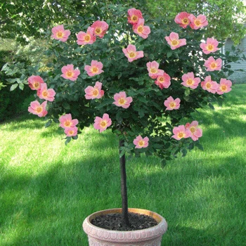 Rainbow Knock Out® Rose Tree 1 Rainbow Knock Out® Rose Tree