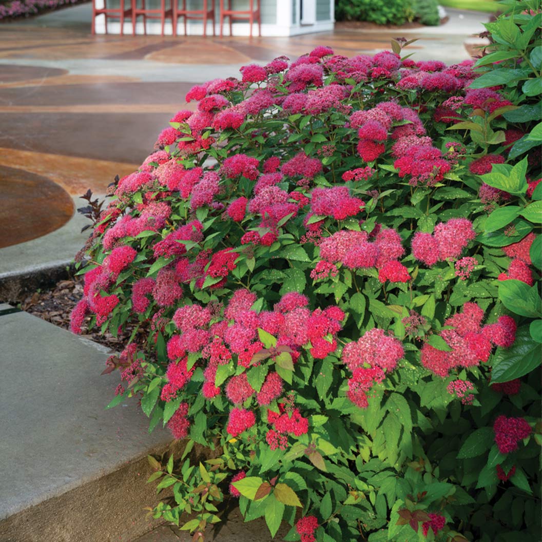 Proven Winners® Double Play Doozie® Spiraea Shrub