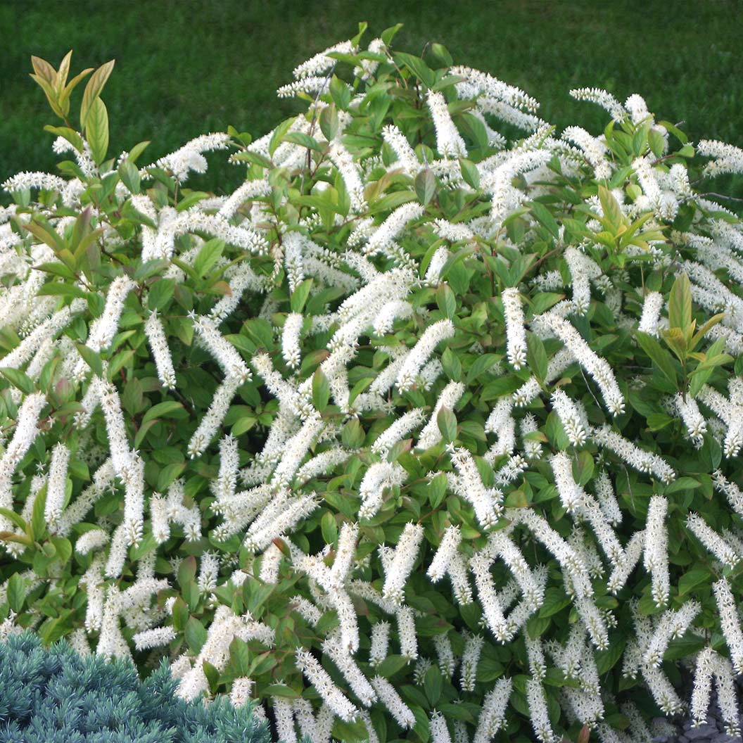 Proven Winners® Little Henry® Sweetspire Shrub 2 Proven Winners® Little Henry® Sweetspire Shrub