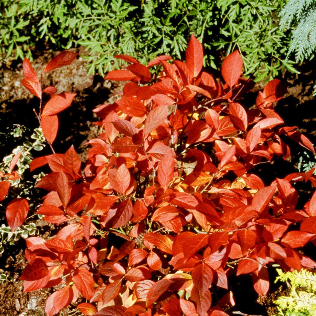 Proven Winners® Little Henry® Sweetspire Shrub 3 Proven Winners® Little Henry® Sweetspire Shrub